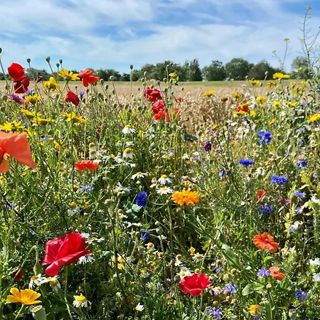 Apartment Beltblick 30 – Moderne Mit Dachterrasse Direkt An Der Ostsee! *